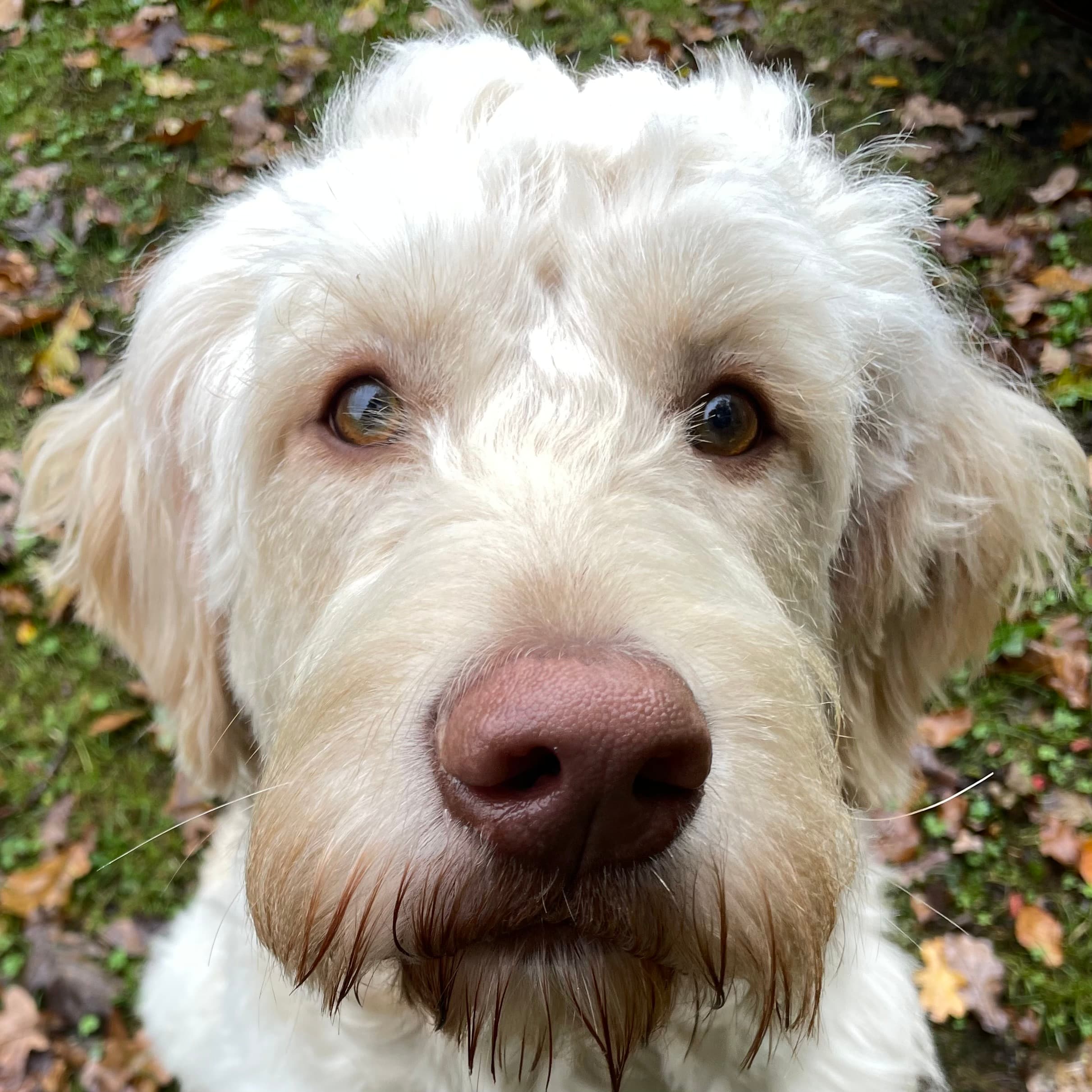 Elvis - Unser Labradoodle Maskottchen